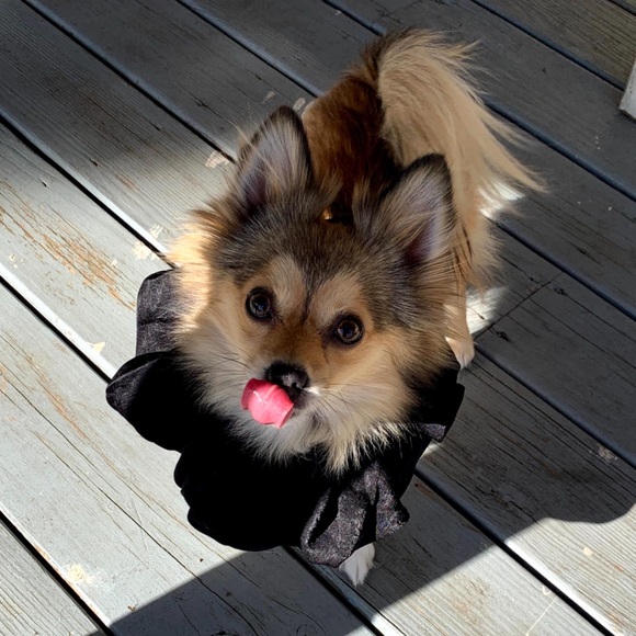 Meet your Posher, Julie and Mogwai 🐾 - Picture 9 of 11